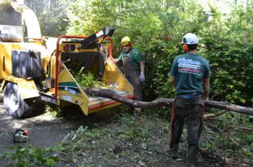 tree services St. Johns